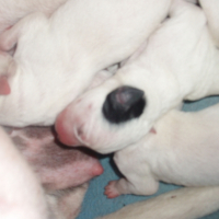 Photo #208456 de Les dalmachiots