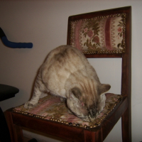 Photo #208517 de Sacha