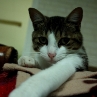 Photo #208521 de Globule