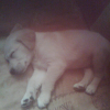 drako tout petit