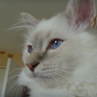 Photo #208618 de Dalton