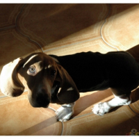 Photo #208625 de Balzac