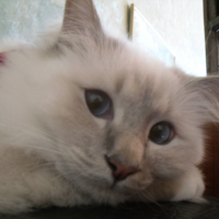 Photo #208628 de Dalton