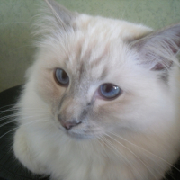 Photo #208629 de Dalton