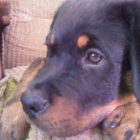 Photo #208645 de Tyson