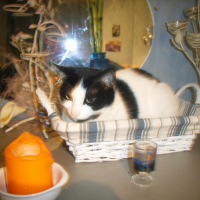 Photo #208659 de Bandie