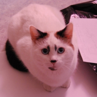 Photo #208666 de Jazz