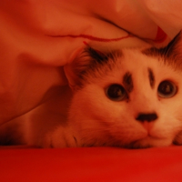 Photo #208674 de Jazz