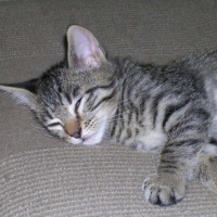 Photo #208687 de Savana