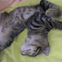 Photo #208691 de Savana