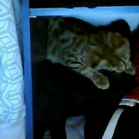 Photo #208712 de Simba