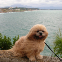 Photo #208725 de Cappi