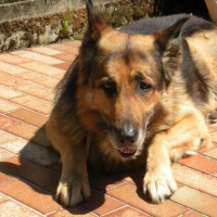 Photo #208732 de Rosco
