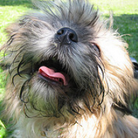 Photo #208735 de Cappi