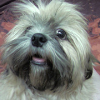 Photo #208736 de Cappi