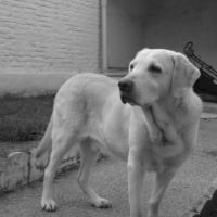 Photo #208767 de Murphy