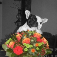 Photo #208807 de Alphonse