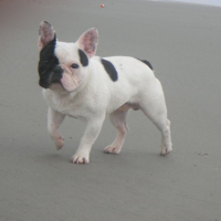 Photo #208808 de Alphonse