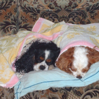 Photo #208814 de Ustic