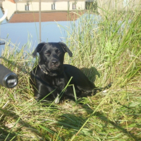 Photo #208821 de Chiva