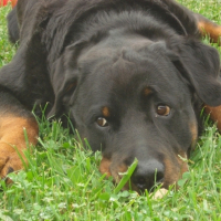 Photo #208833 de Mousse