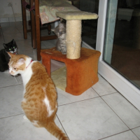 Photo #208881 de Cacahouette