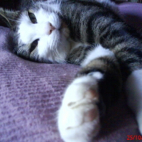 Photo #208894 de Kirikou