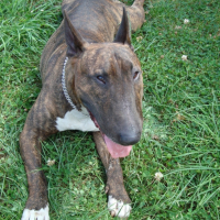 Photo #208937 de Tupac