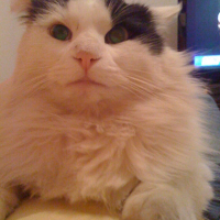 Photo #208942 de Timmy