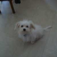 Photo #208954 de Echo
