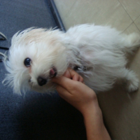 Photo #208956 de Echo