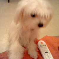 Photo #208960 de Echo