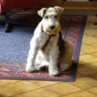 Photo #209007 de Foxie