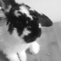 Photo #209014 de Pampam