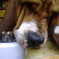 Photo #209031 de Goliath