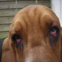 Photo #209041 de Goliath