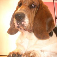 Photo #209043 de Goliath