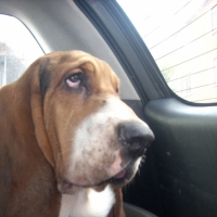 Photo #209046 de Goliath