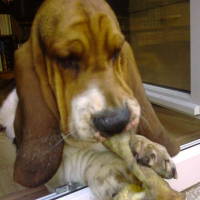 Photo #209050 de Goliath