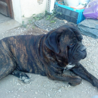 Photo #209052 de Bad boy