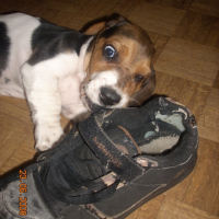 Photo #209055 de Goliath