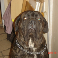 Photo #209056 de Bad boy