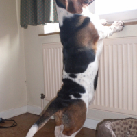 Photo #209063 de Goliath