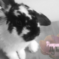 Photo #209088 de Pampam