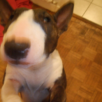 Photo #209135 de Coxy