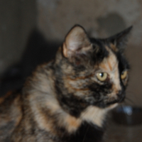 Photo #209140 de Brownie