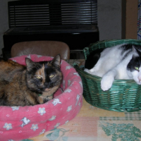 Photo #209141 de Brownie