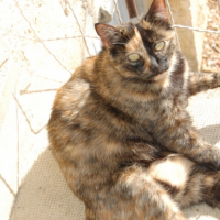 Photo #209145 de Brownie