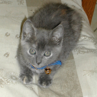 Photo #209172 de Samba