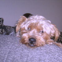 Photo #209184 de Dixie